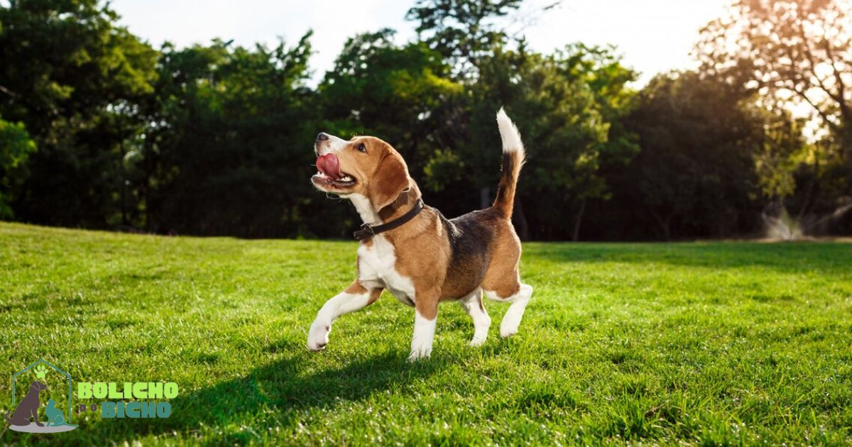 raça beagle