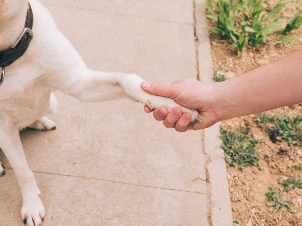 Como ensinar cachorro a dar a patinha